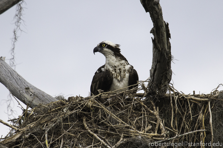 osprey